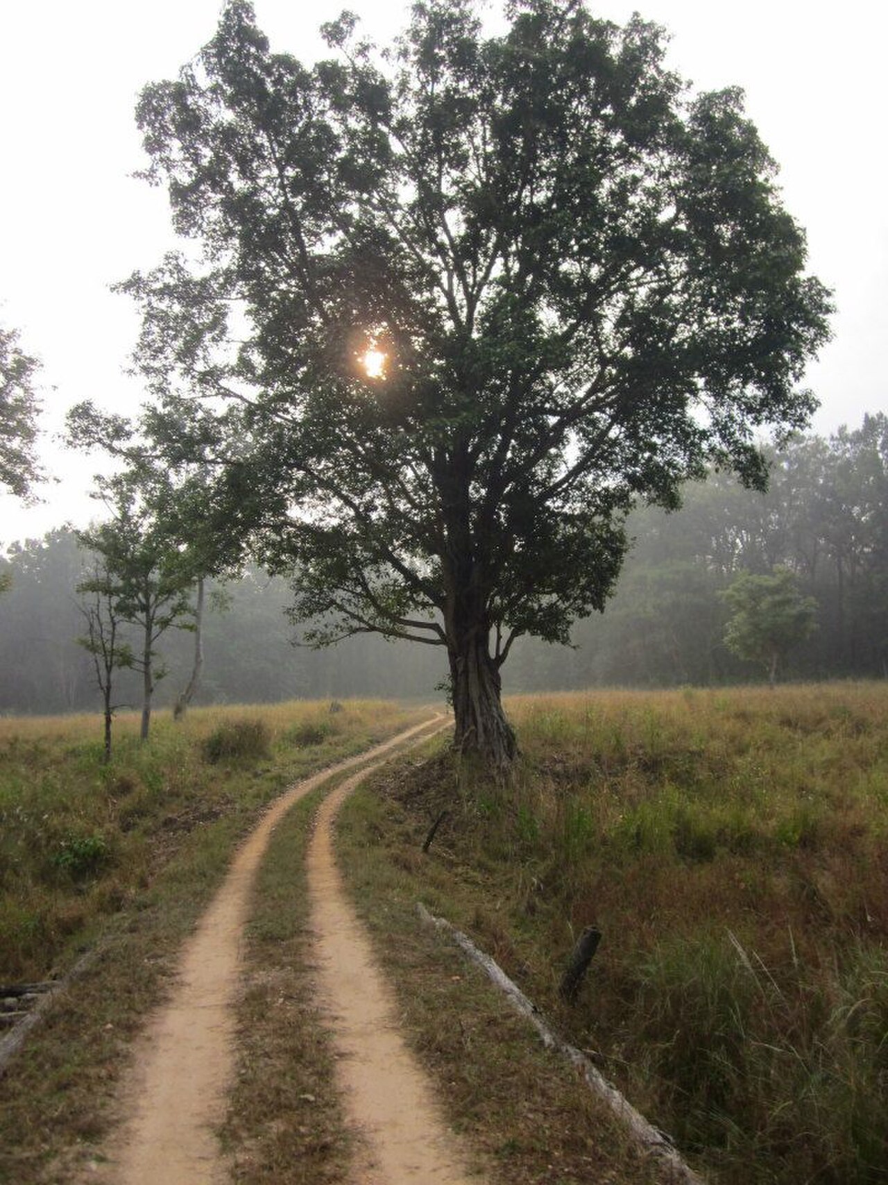 Kanha Premium Experience