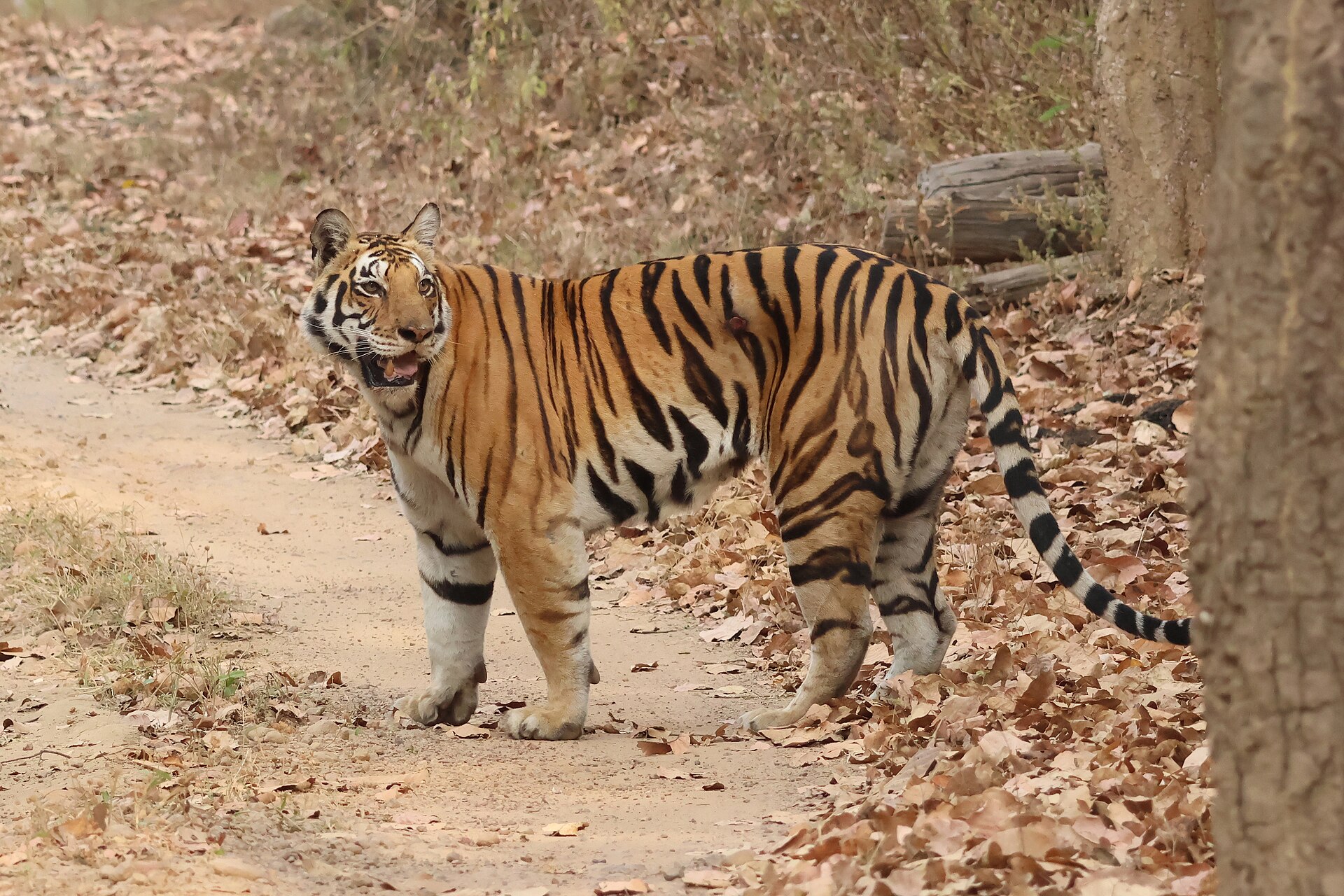 Kanha Classic Escape